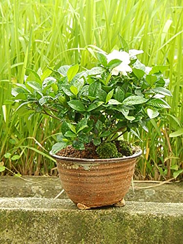 Amazon.co.jp: 八重クチナシ鉢植え クチナシ鉢植え : DIY・工具・ガーデン